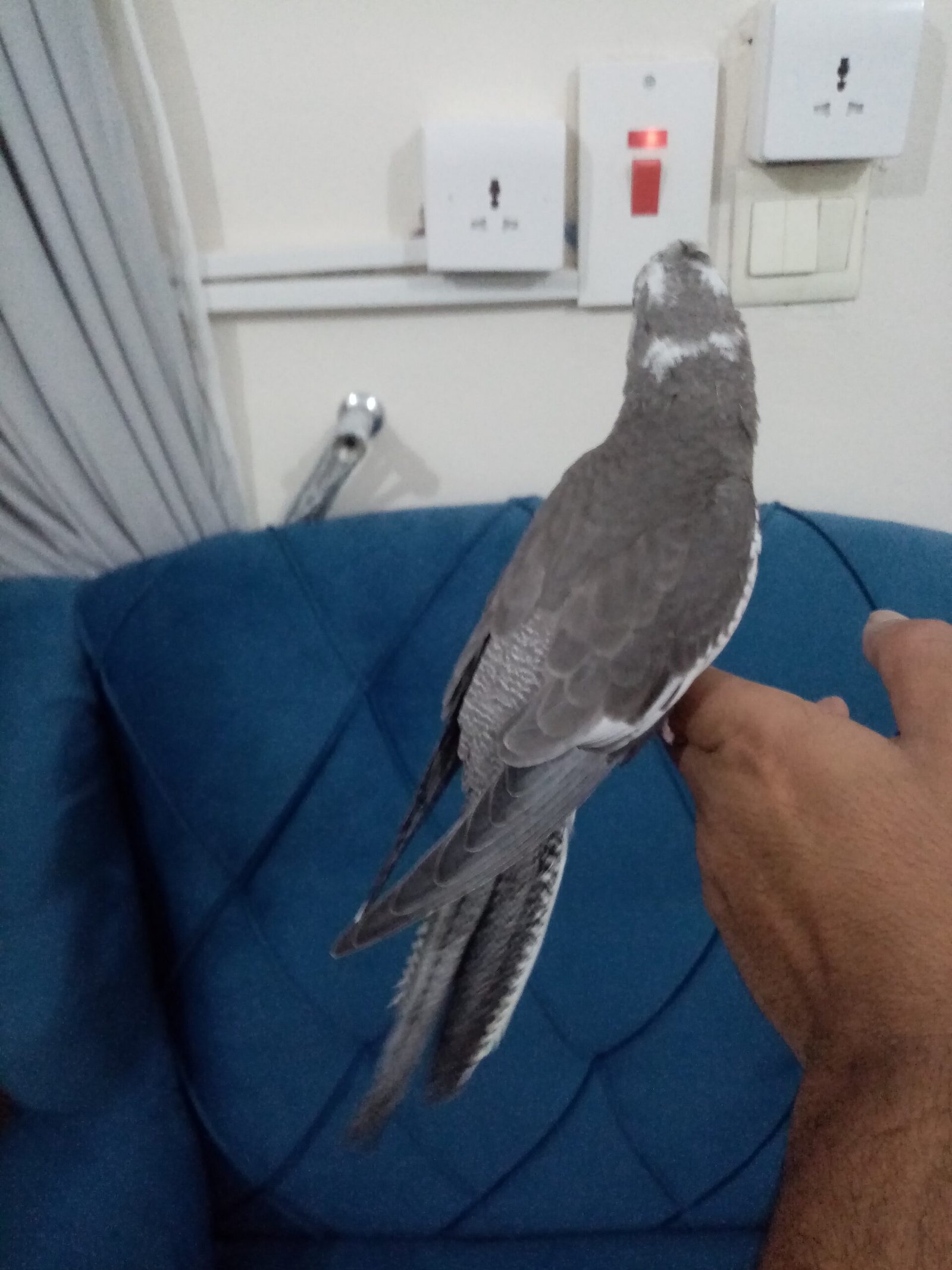 فرخ كروان هولندي