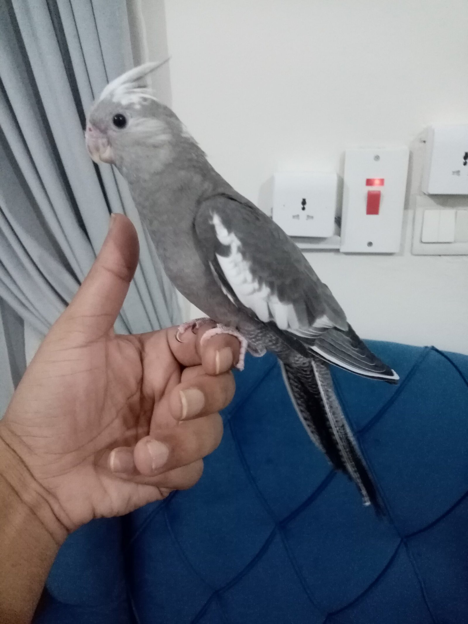 فرخ كروان هولندي