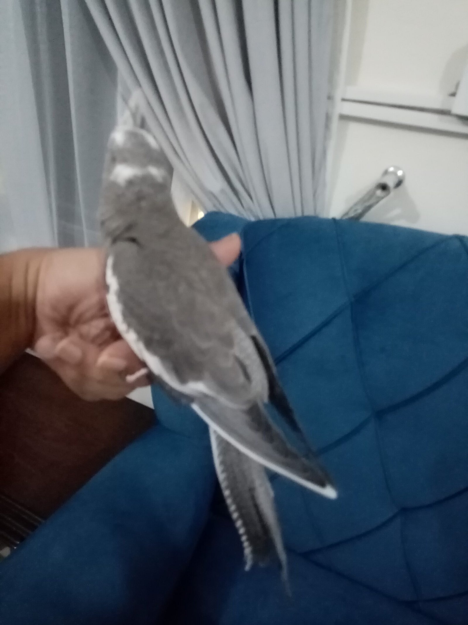 فرخ كروان هولندي