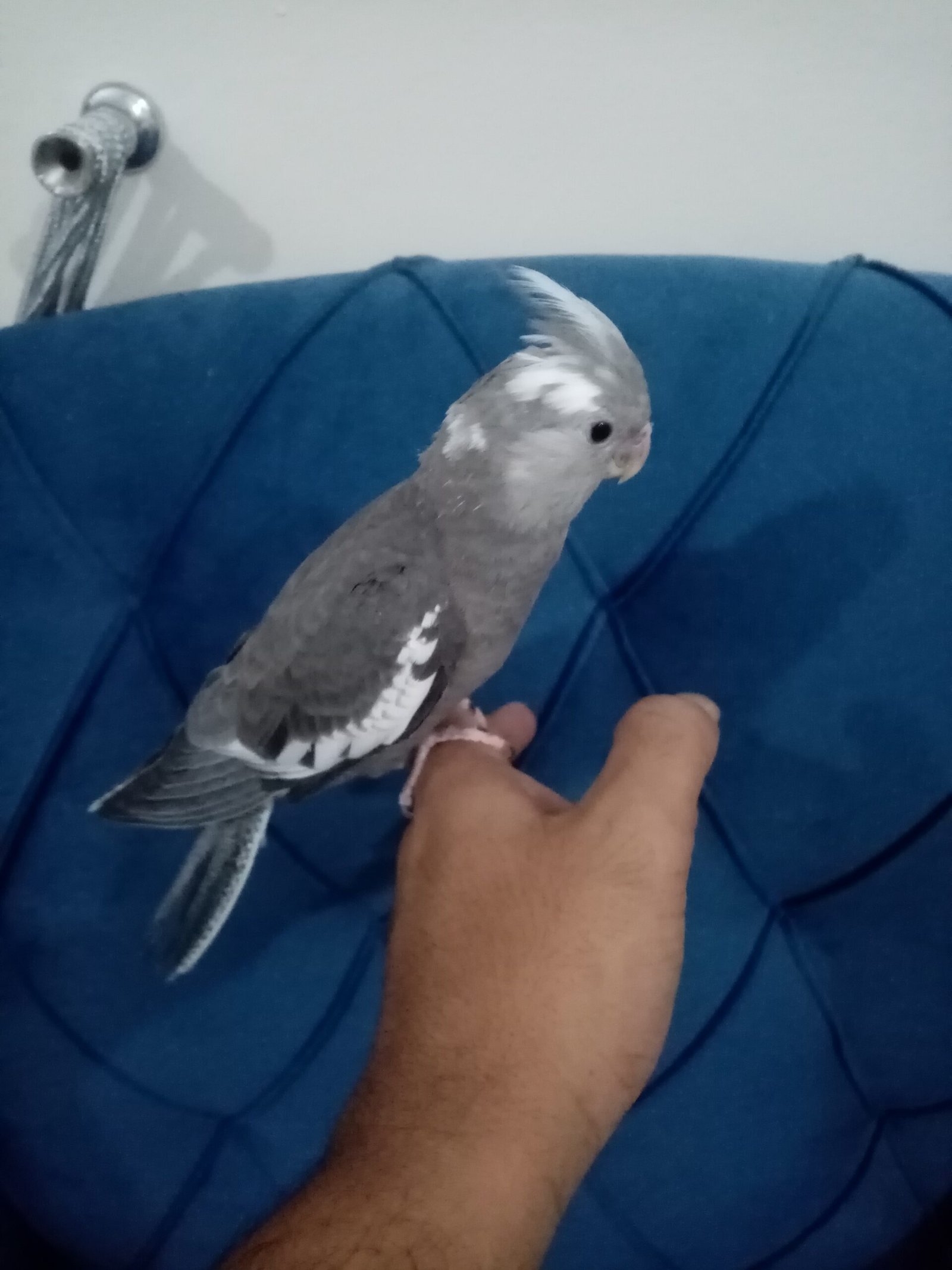 فرخ كروان هولندي