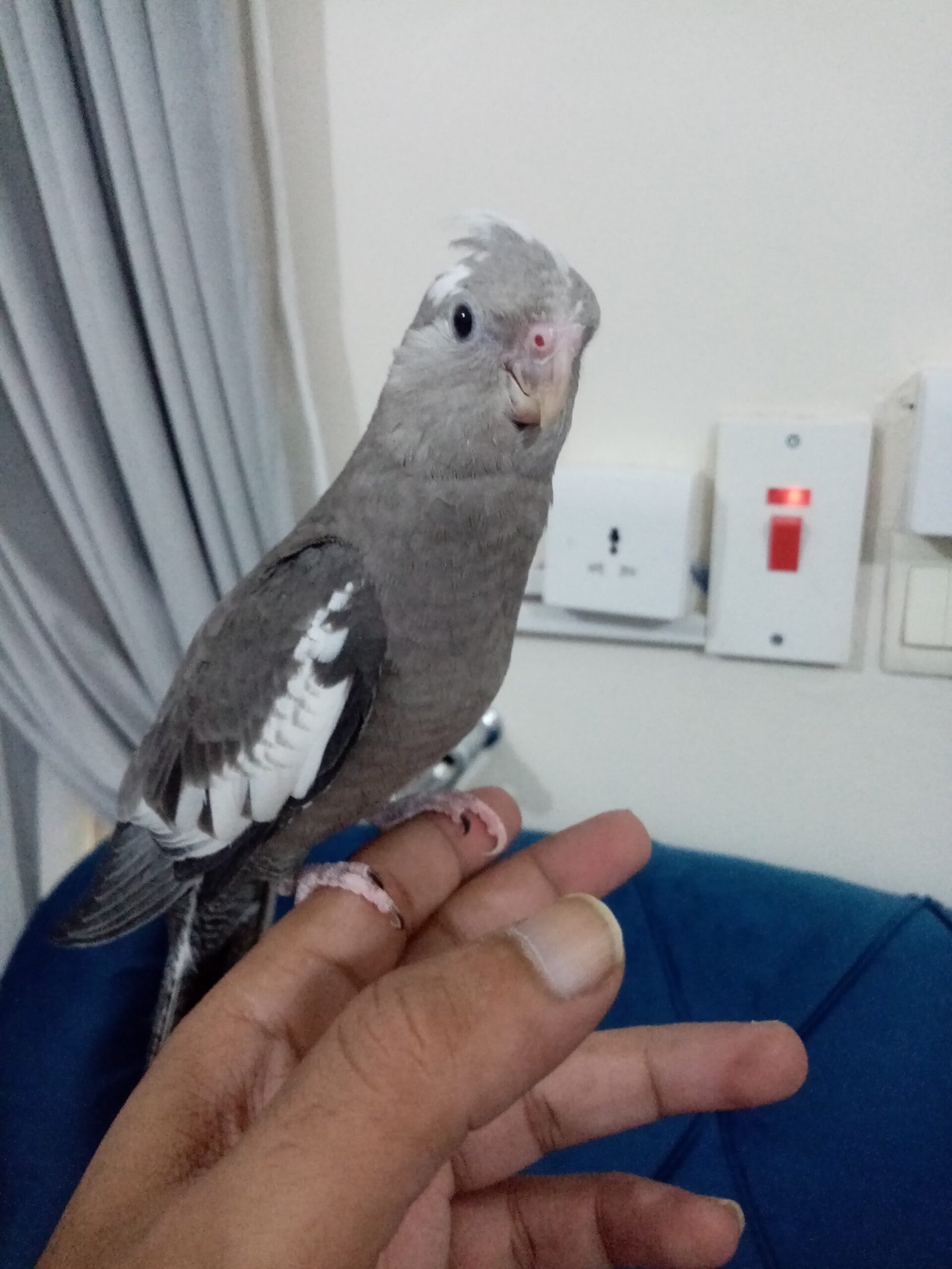 فرخ كروان هولندي