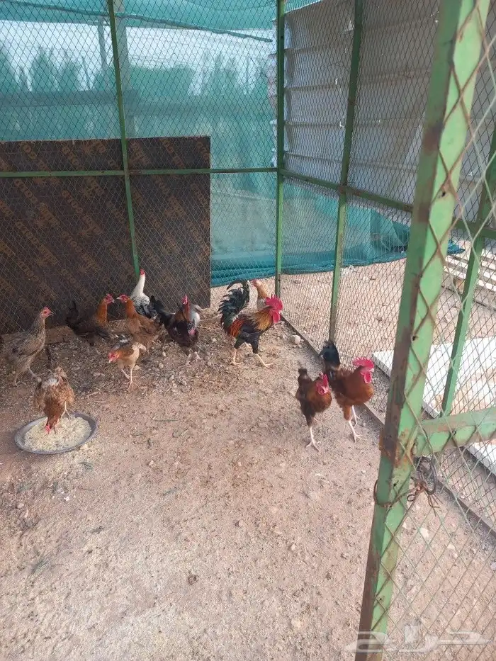 دجاج بلدي ٨ دجاجة و ٤ ديوك