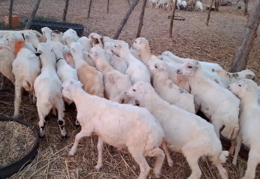 خرفان بلدي من 450 ريال