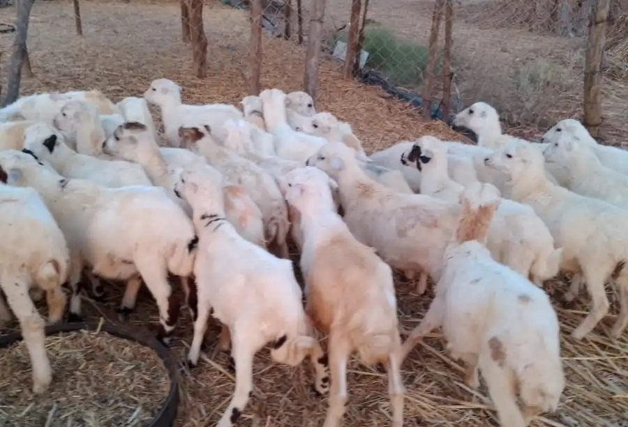 خرفان بلدي من 450 ريال