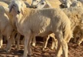 خرفان ضحايا جذعان