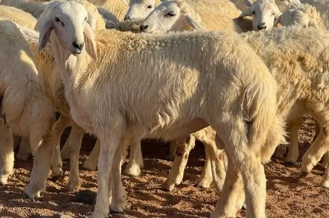خرفان ضحايا جذعان
