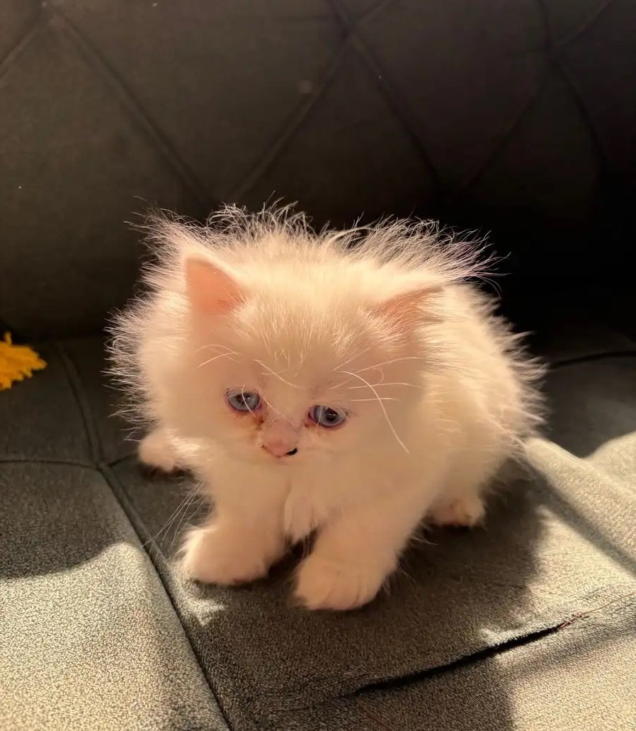 بسس (قطط) للبيع شيرازي و سكوتش