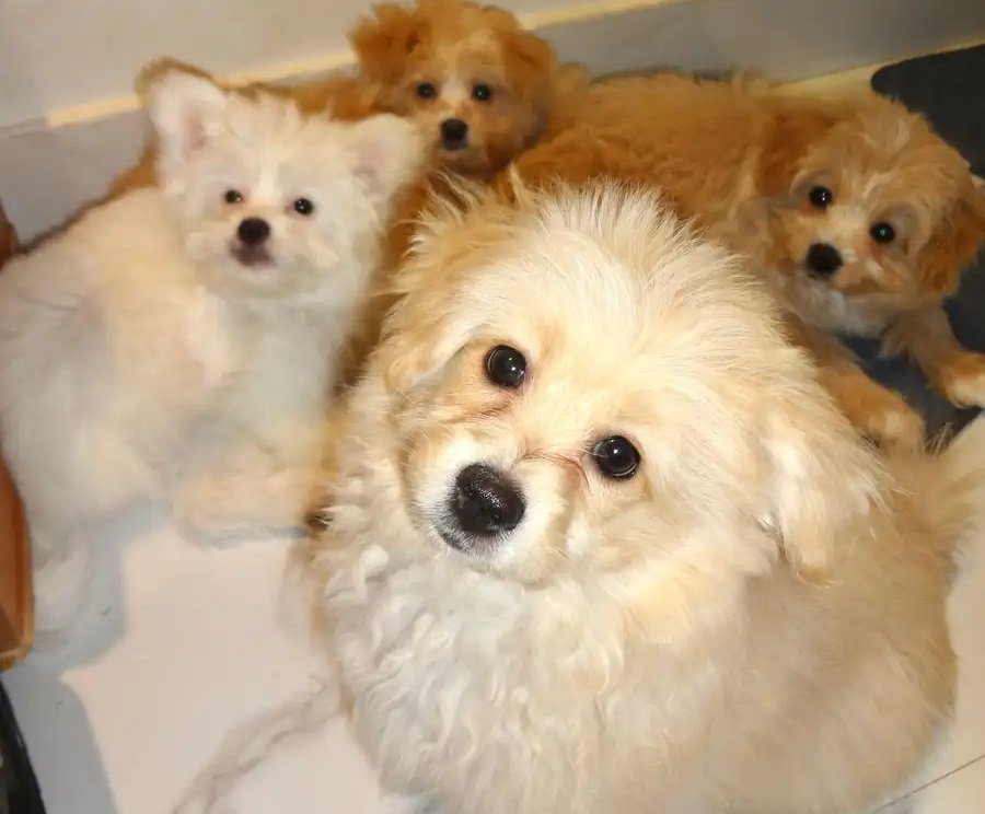 جراوه بومابو للبيع