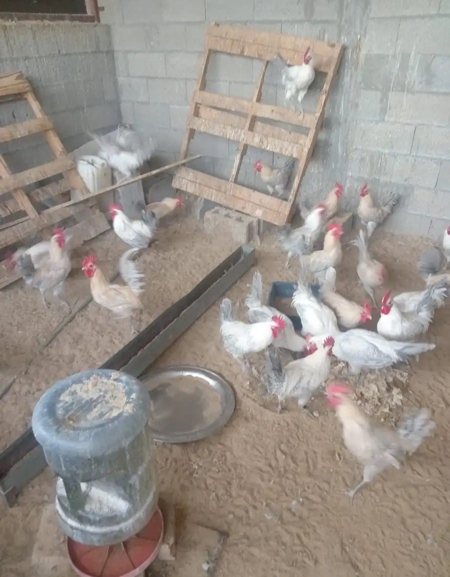 للبيع ديك فيومي