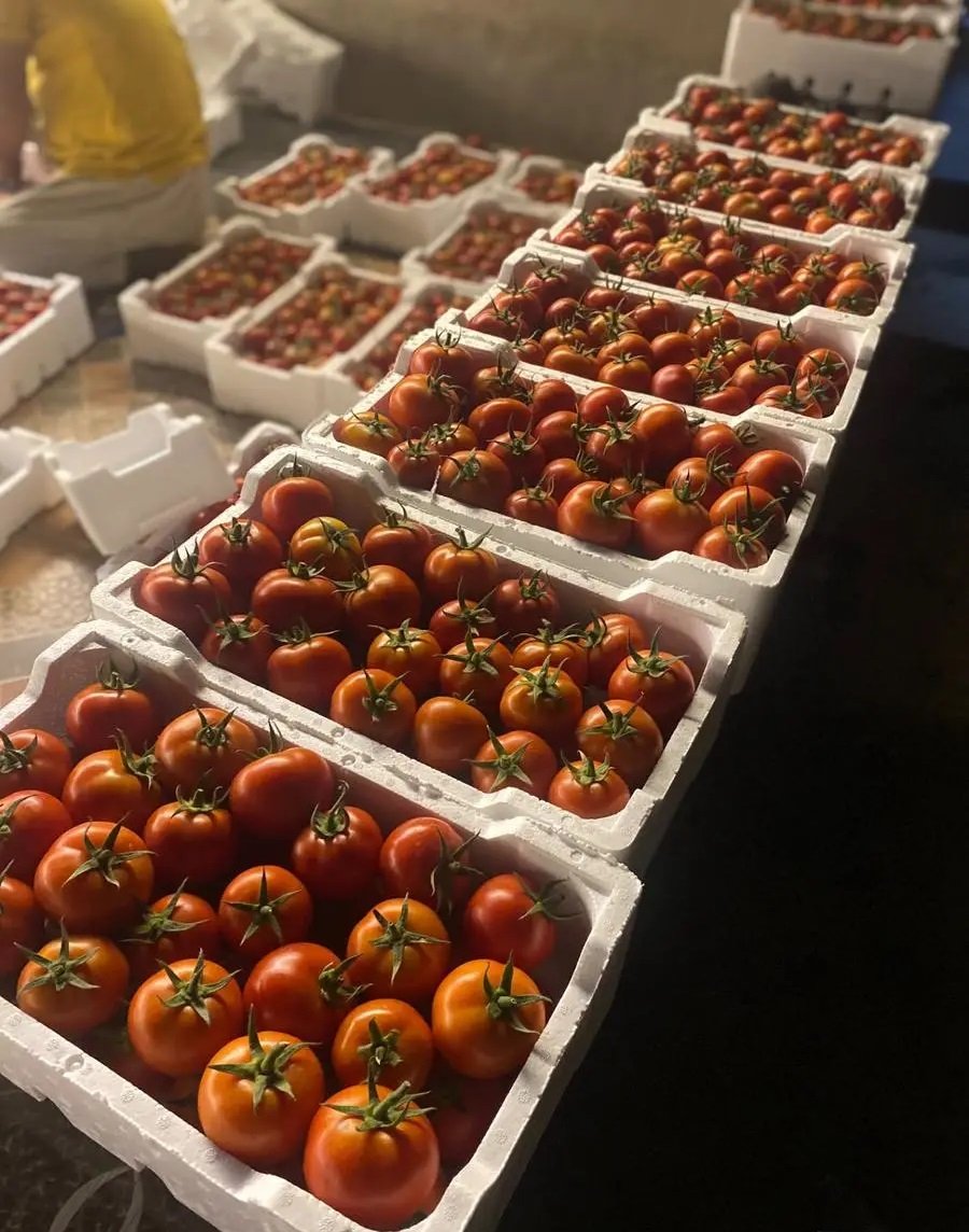 طماطم عضوي هولندية زراعة محلية