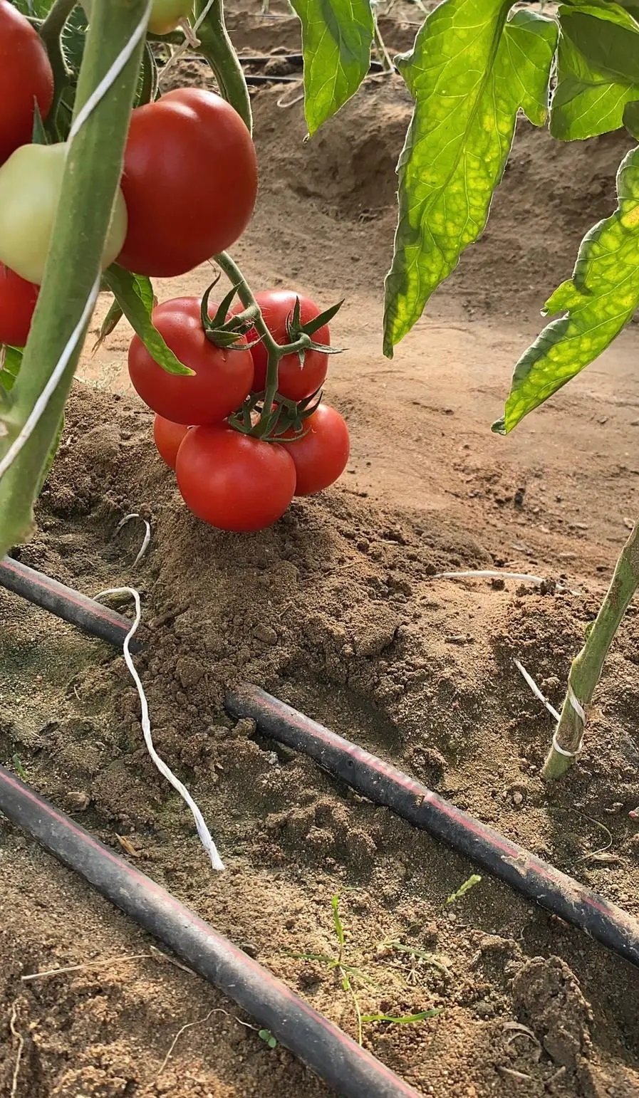 طماطم عضوي هولندية زراعة محلية
