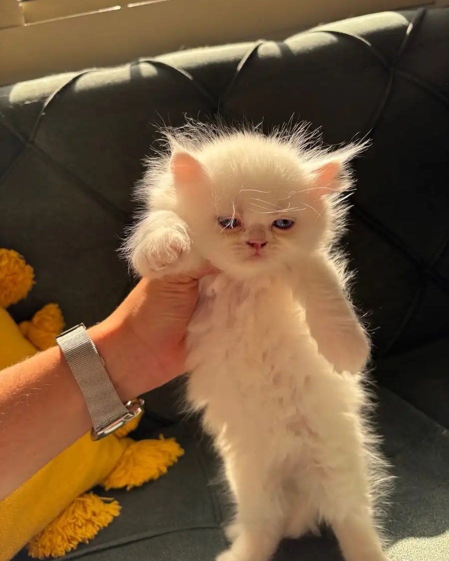 بسس (قطط) للبيع شيرازي و سكوتش