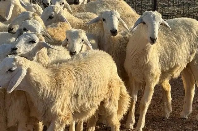 خرفان ضحايا جذعان