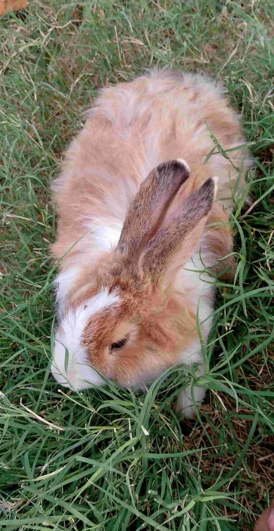 ارانب جميله