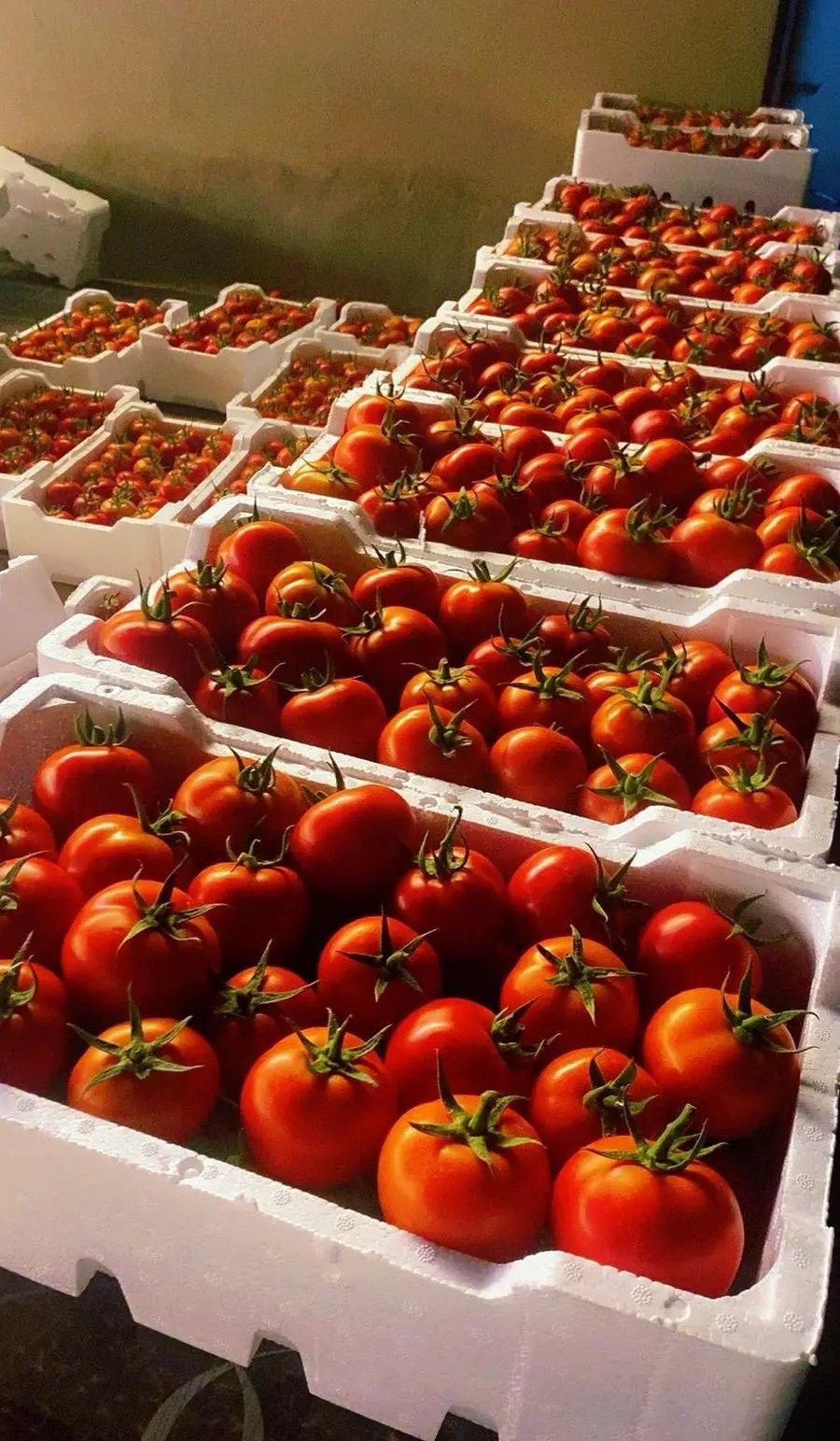 طماطم عضوي هولندية زراعة محلية
