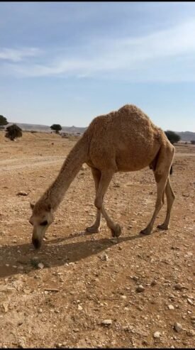 ناقة شقحاء طيبة عليها وسم ال عزت