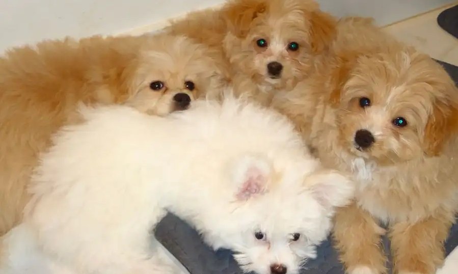 جراوه بومابو للبيع