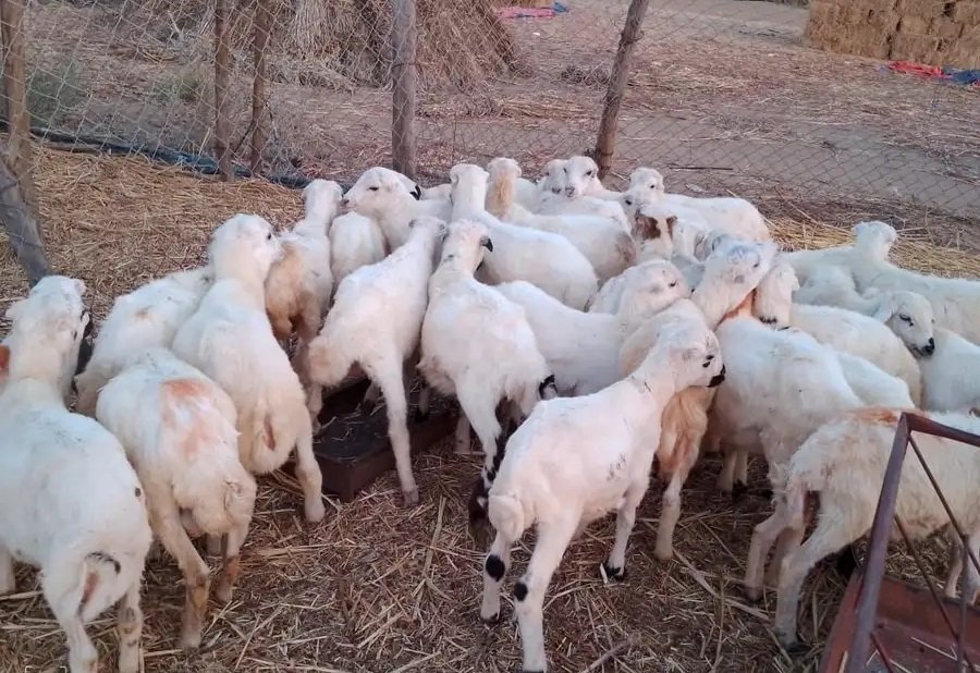 خرفان بلدي من 450 ريال