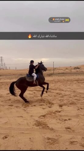 حصان