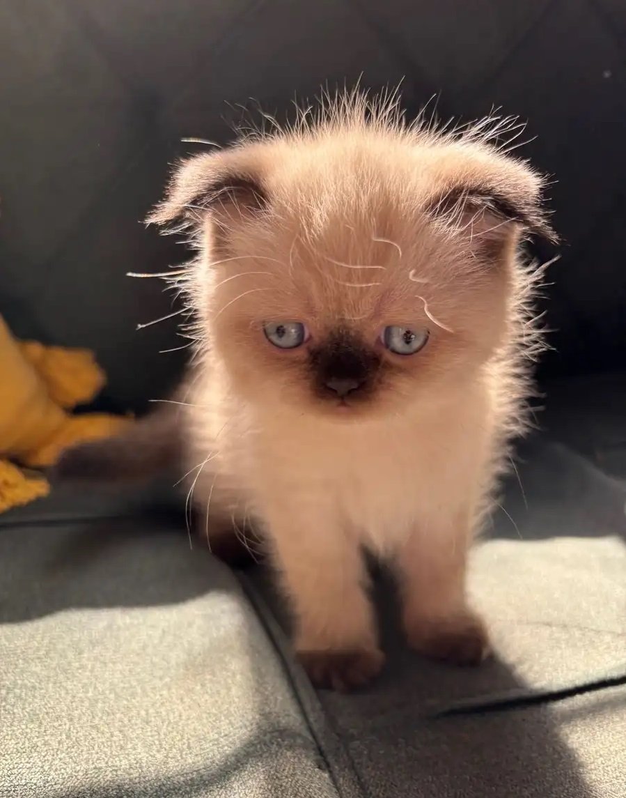 بسس (قطط) للبيع شيرازي و سكوتش