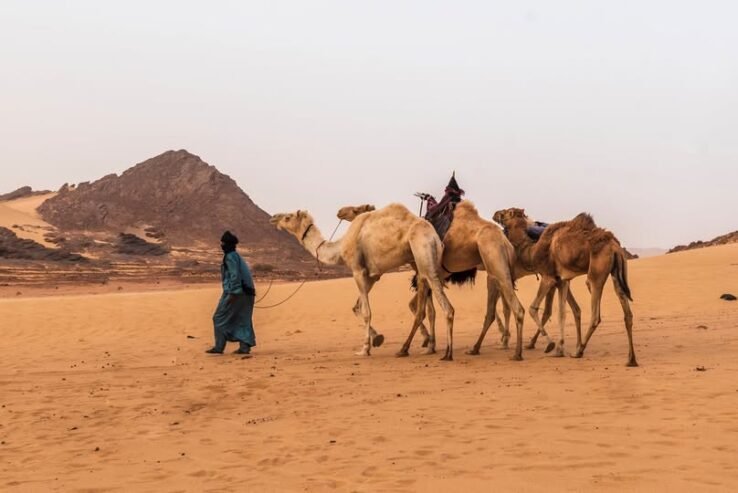 مطلوب راعي ابل