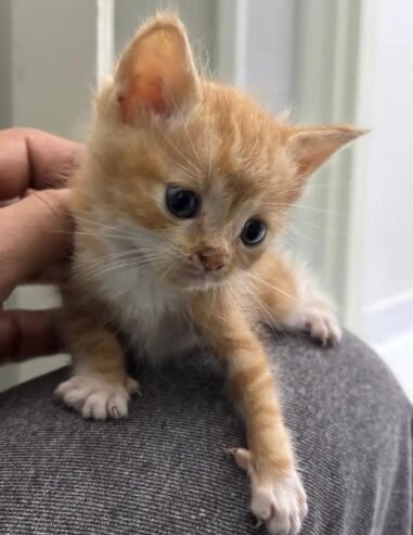kitten قطوة صغيرة عمرها شهر