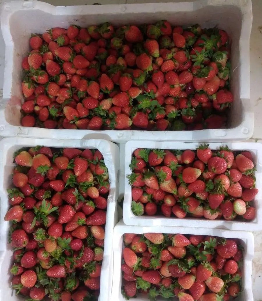 فراولة سعودي عصير وزن1 كيلوجرام