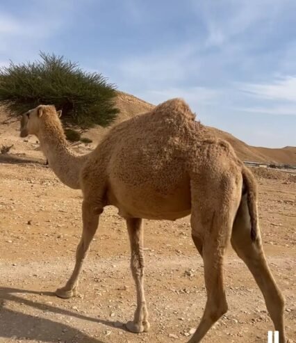 ناقة شقحاء طيبة عليها وسم ال عزت