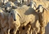 خرفان ضحايا جذعان