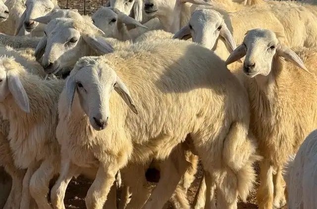 خرفان ضحايا جذعان