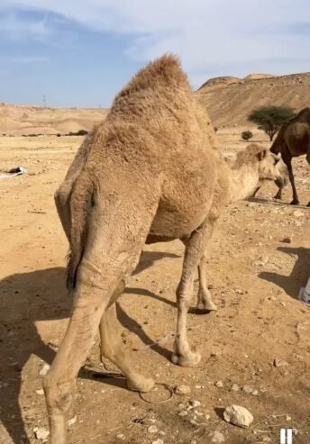 ناقة شقحاء طيبة عليها وسم ال عزت
