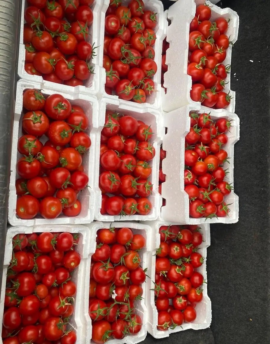 طماطم عضوي هولندية زراعة محلية