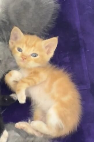 kitten قطوة صغيرة عمرها شهر