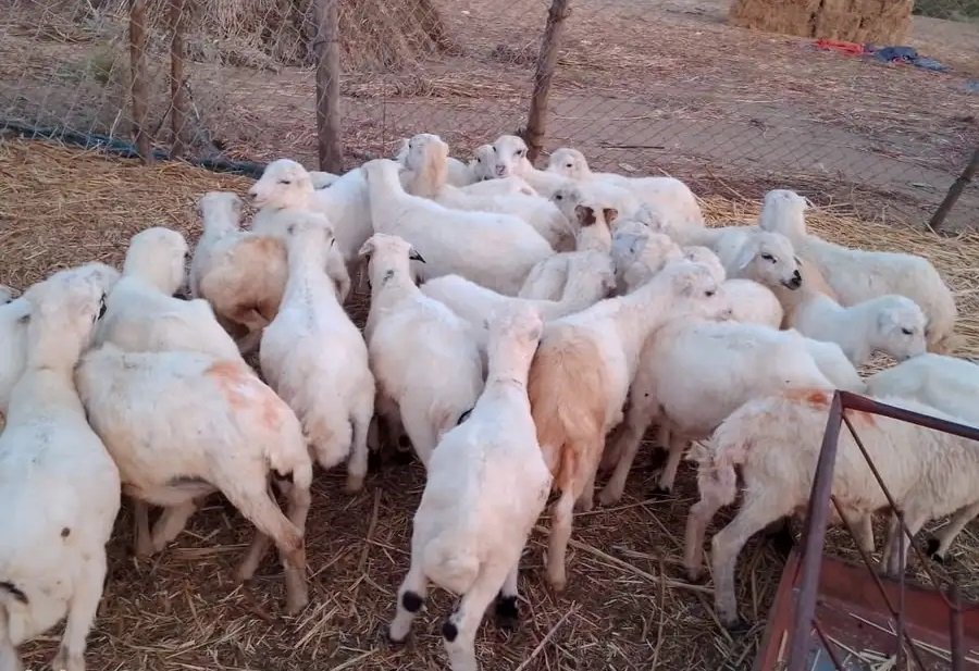 خرفان بلدي من 450 ريال