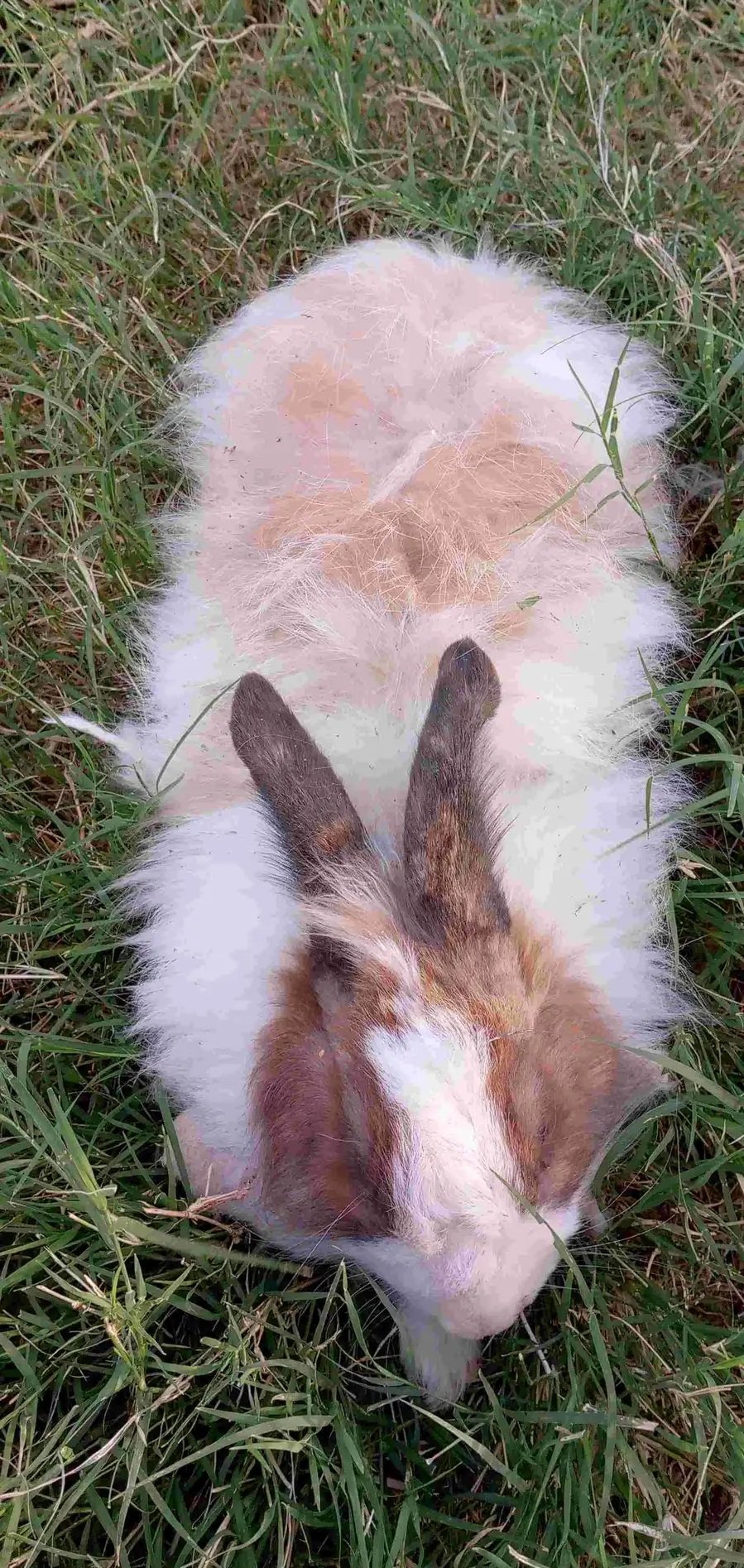 ارانب جميله