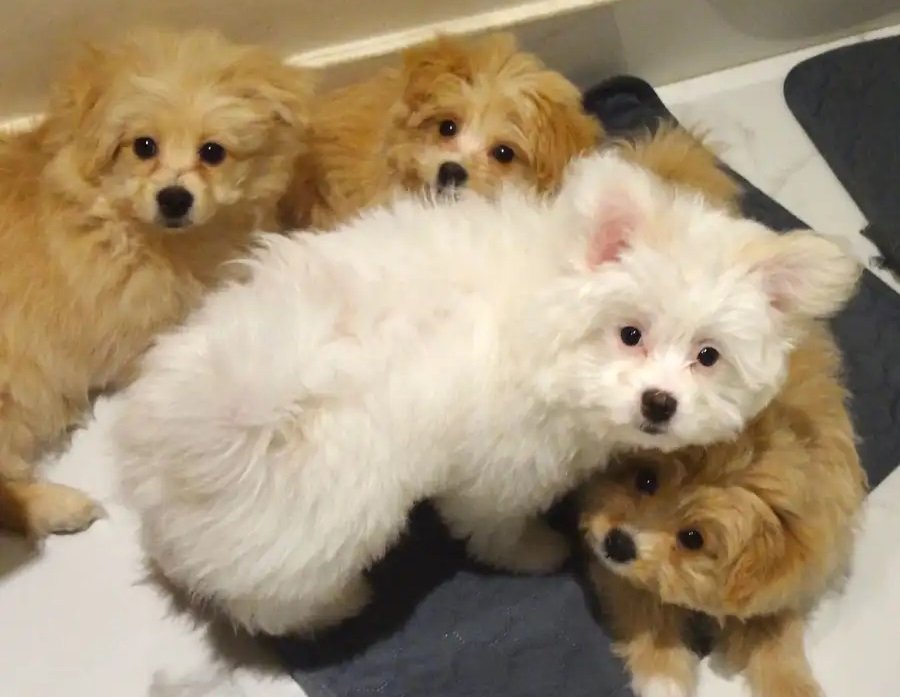 جراوه بومابو للبيع