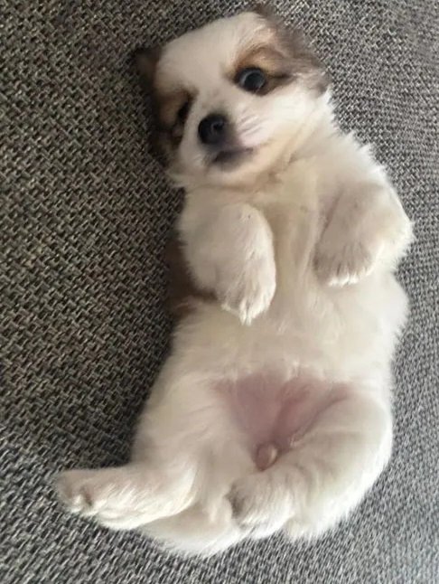 كلبه بودل توي & كوكولاين اسيوي اسمول بريد