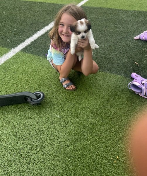 كلبه بودل توي & كوكولاين اسيوي اسمول بريد