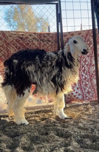 رخل حايل