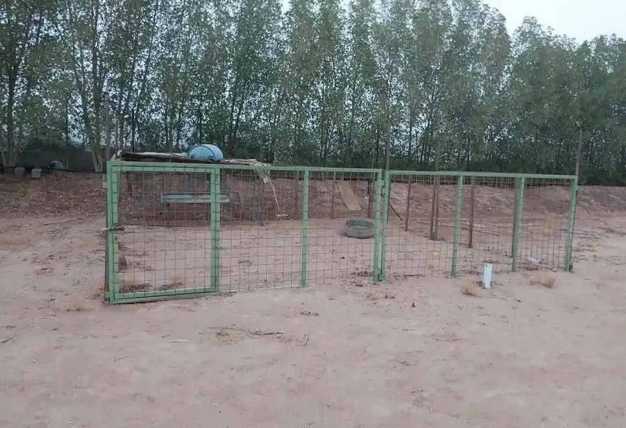 شبوك نظيفه للبيع الموقع عسفان