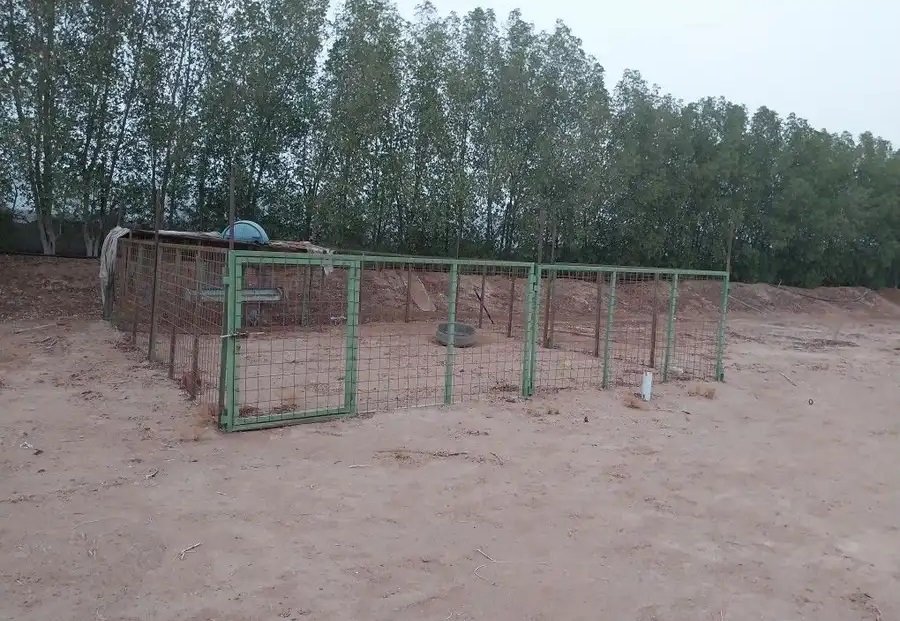 شبوك نظيفه للبيع الموقع عسفان