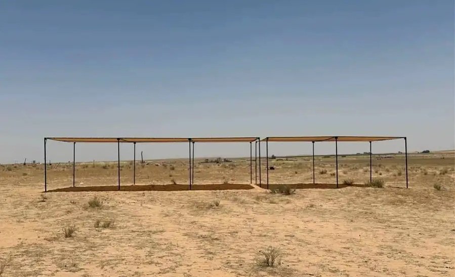 مضلات الابل مضلات الأغنام