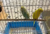 للبيع طيور الحب سعر 200 متواجده سووق سمك محل طيور كناري