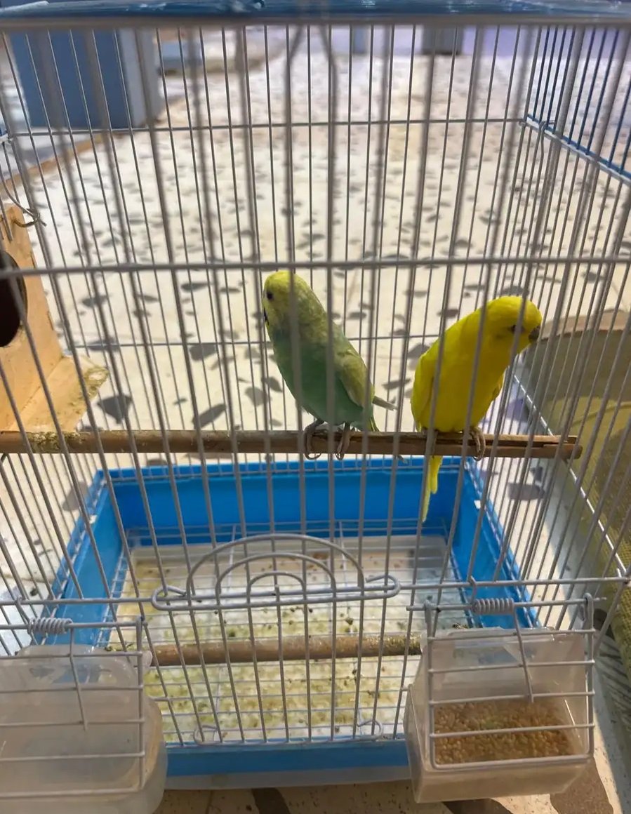 للبيع طيور الحب سعر 200 متواجده سووق سمك محل طيور كناري