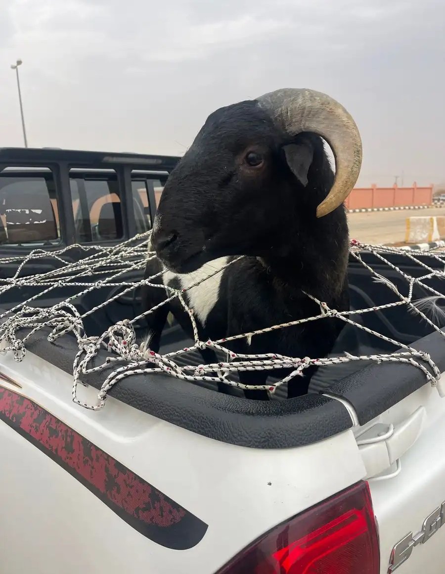 فحل نادر دوربر