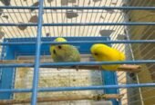 للبيع طيور الحب سعر 200 متواجده سووق سمك محل طيور كناري