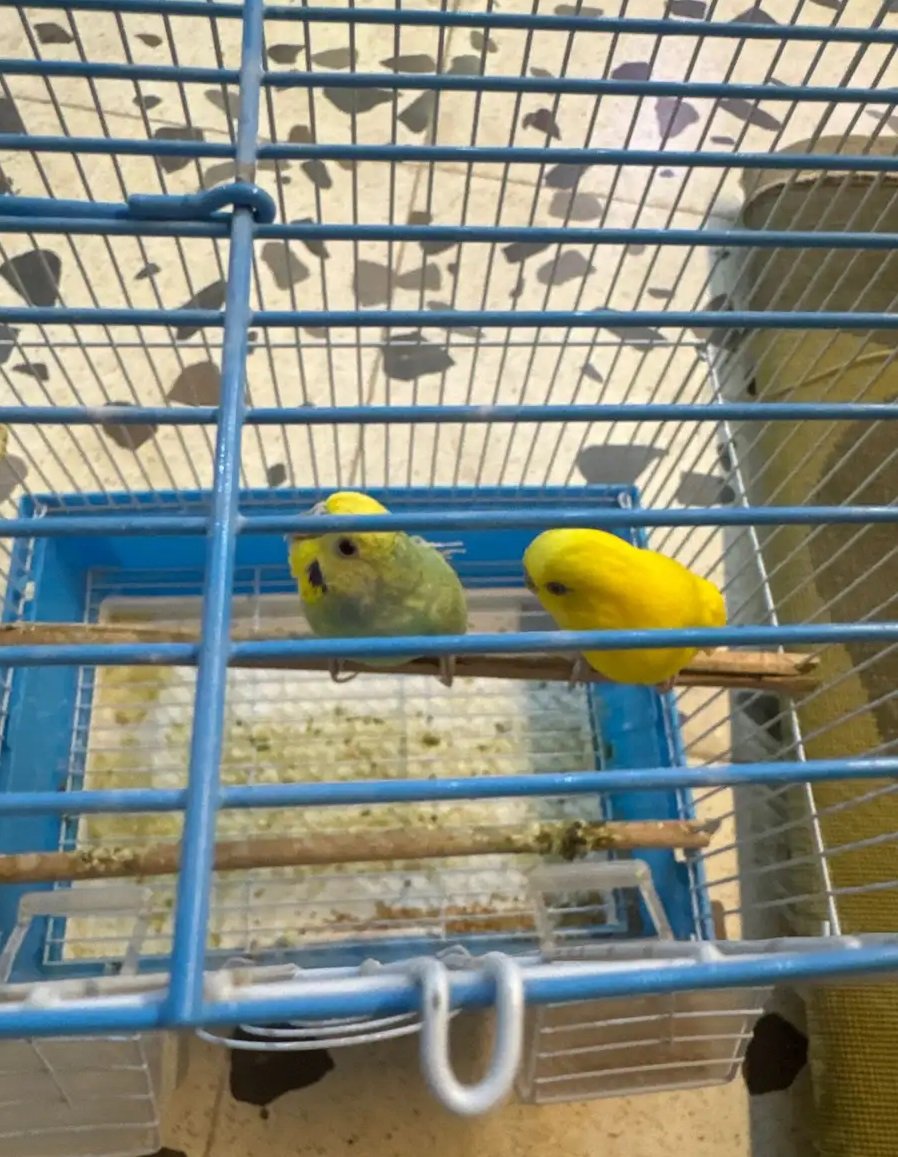 للبيع طيور الحب سعر 200 متواجده سووق سمك محل طيور كناري