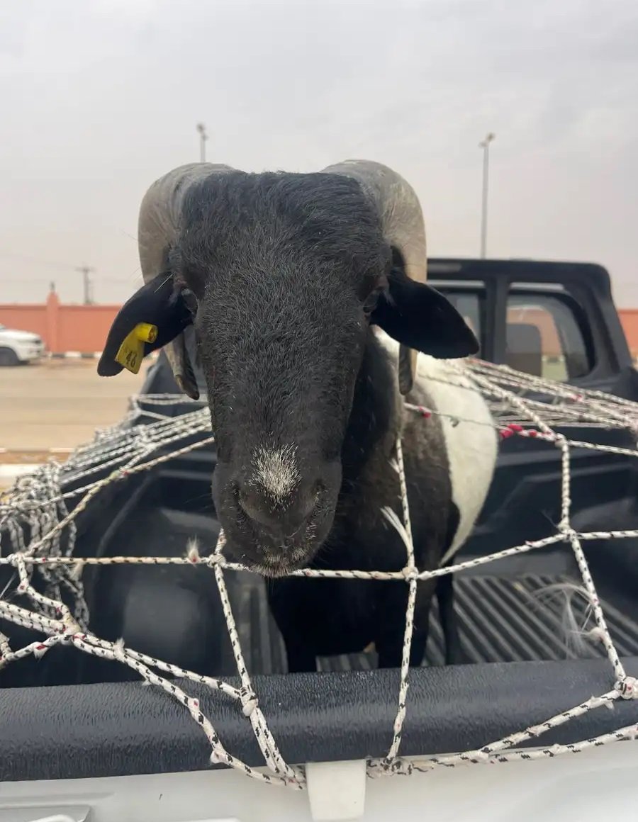 فحل نادر دوربر