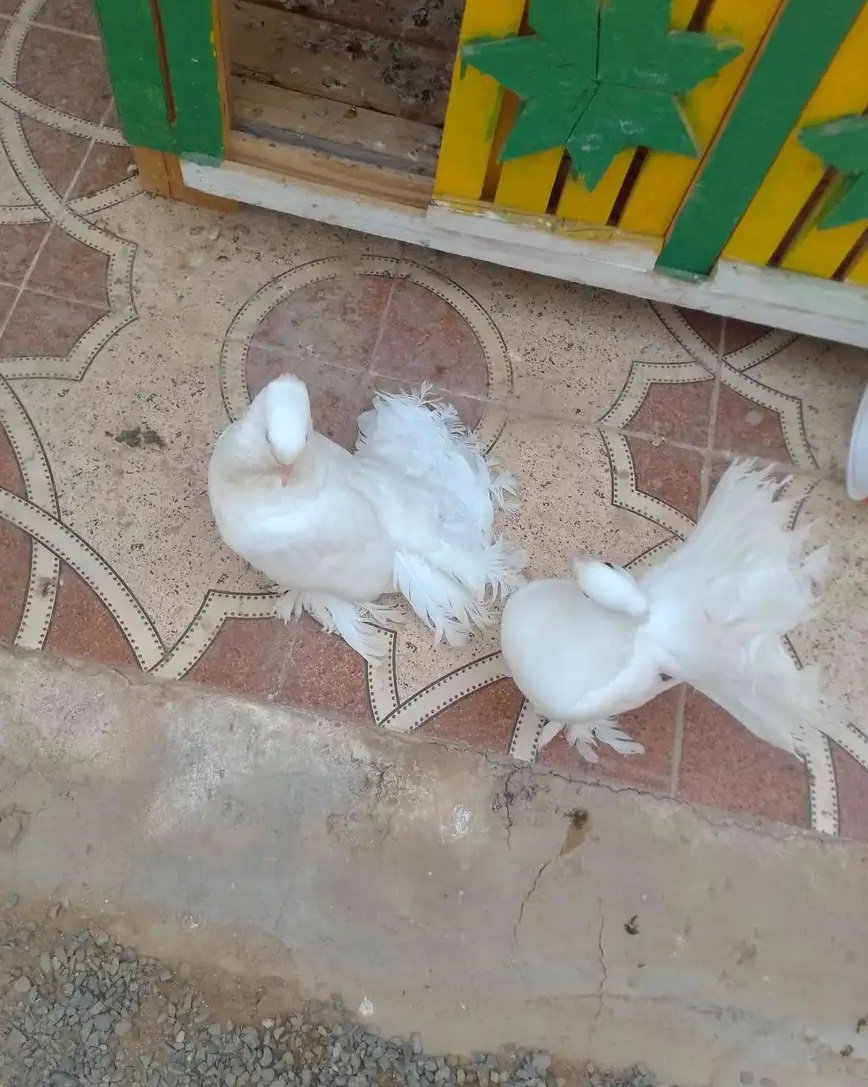 حمام رقاصي هندي