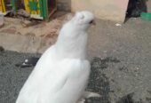 حمام رقاصي هندي